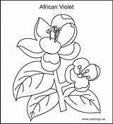Coloring Violet Pages Designlooter Flowers 4kb sketch template