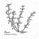 Thyme Sketch Drawing Vector Drawn Ink Hand Clip Botanical Illustration Getdrawings Illustrations Royalty Similar sketch template