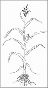 Corn Plant Drawing Stalks Coloring Printable Stalk Roots Pages Identification Plants Fall Getdrawings Illustration Kids Drawings sketch template