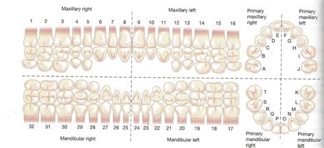 primary teeth numbering system dental charting dental assistant study