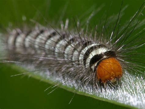 Download Black And White Hairy Caterpillar Wallpaper