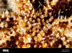 Afbeeldingsresultaten voor Asteriidae Feiten. Grootte: 145 x 106. Bron: www.alamy.com