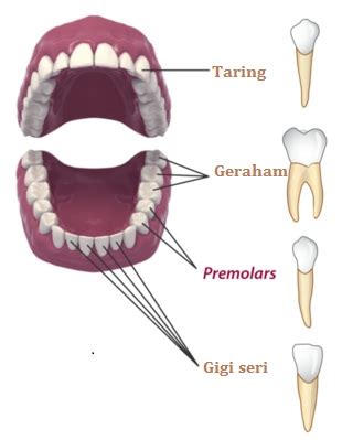 struktur  bagian mulut manusia edubio