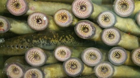 sea lamprey diadromy