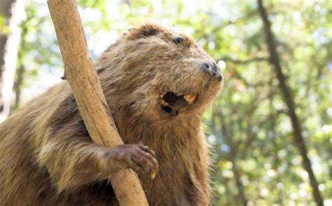 stop the beaver bashing pique newsmagazine