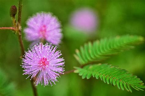 flower homes mimosa flowers