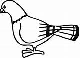 Pigeon Coloringbook Clker Clip Large sketch template