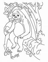 Sloth Faultier Ausmalbilder Gorilla Ausmalbild Leniwiec Leniwce Q1 Kolorowanki Kolorowanka ähnliche Malvorlagen Sloths sketch template