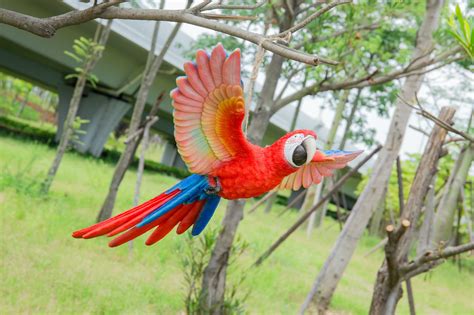 Collectibles Tropical Rainforest Paradise Bird Scarlet