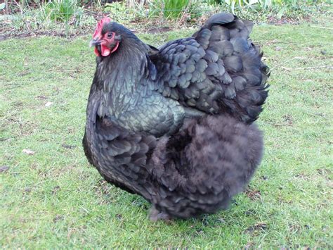 fileorpington chicken jpg wikimedia commons