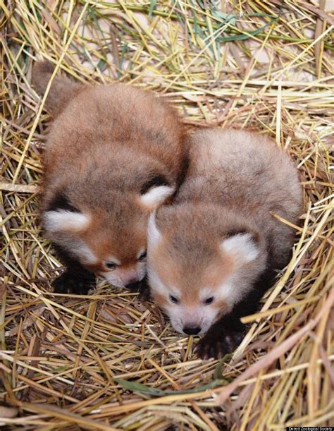 twin baby red pandas prove  baby animals   cuter   huffpost