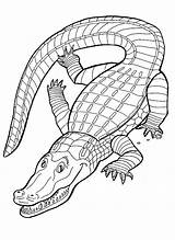 Crocodile Coloring Pages Alligator Coloringpages1001 Colorier Crocodiles Drawing sketch template