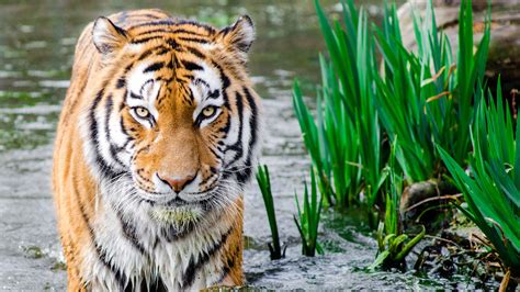 bengal tiger wallpaper full hd data id animals plants  water