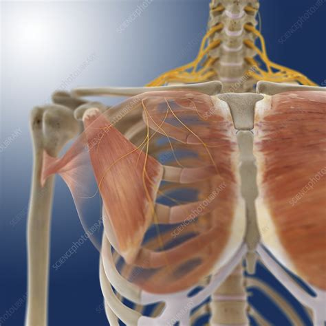 chest muscles artwork stock image  science photo library