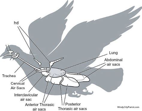 207 best anatomy images on pinterest