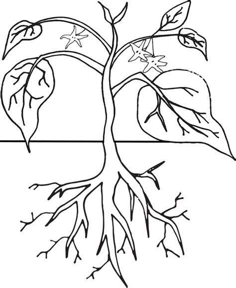 plant life cycle clipart worksheet coloring page coloring home