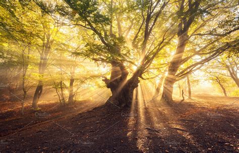 magical  tree  sun rays high quality nature stock