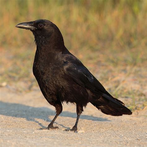corvus brachyrhynchos american crow jpg