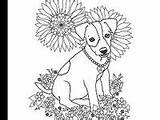 Jack Russell Coloring Terrier sketch template