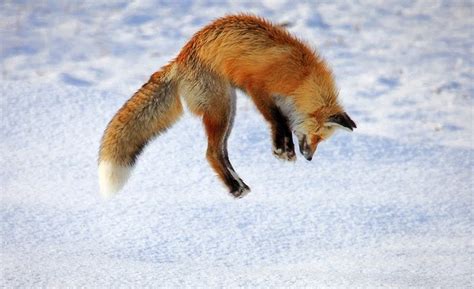 fox detects  snack   foot  snow