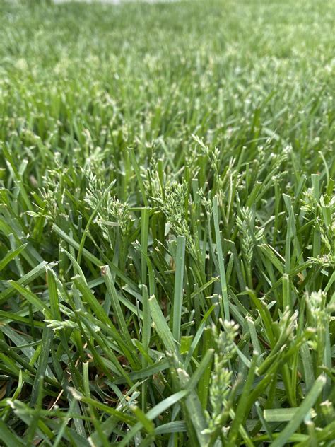 understanding grass seed heads whats happening   lawn  spring