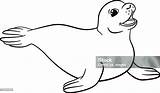 Seal Coloring Pages Cute Little Animal Stock Arctic Antarctica Illustration Vector Wildlife Hair sketch template