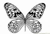 Butterfly Wings Coloring Pages Getcolorings Print Printable Colouring sketch template