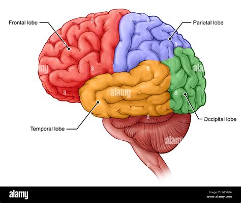 illustration    lobes   brain frontal red temporal