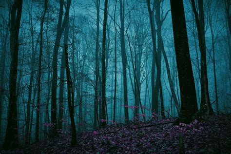 enchanted forest  lillianevill  deviantart