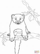 Fisher Cat Coloring Pages Curious Drawing sketch template