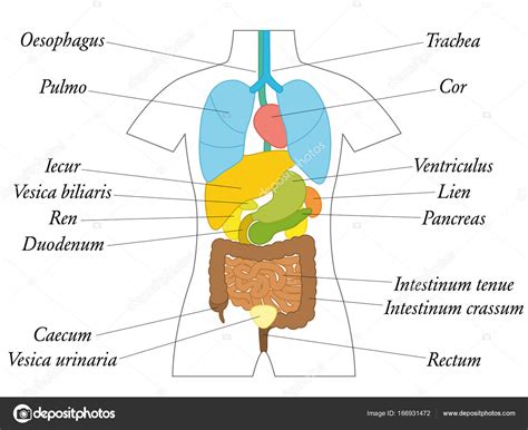 anatomie organe frau innere organe und kreislaufsystem der frau stock