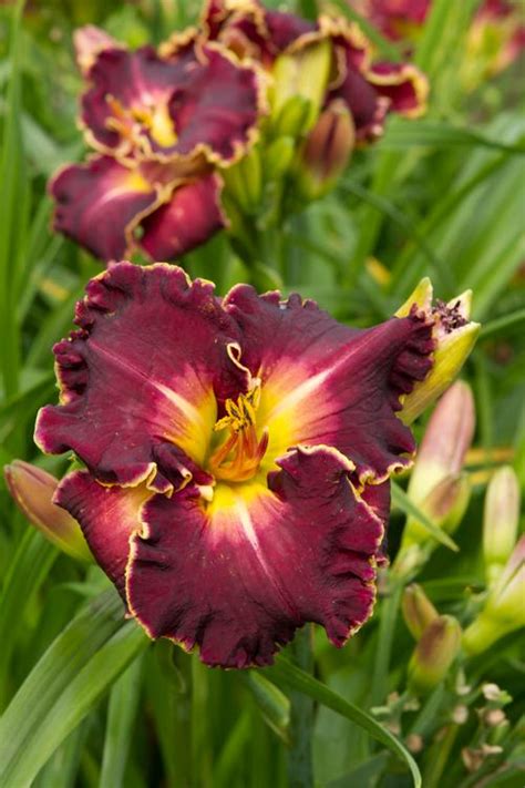 daylily hemerocallis excellent  growing colors