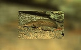Image result for "gaidropsarus Guttatus". Size: 159 x 100. Source: www.meerwasser-lexikon.de