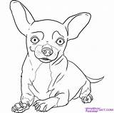 Chihuahua Coloring Pages Chiwawa Dog Draw Step Drawing Chihuahuas Kids Puppy Beverly Hills Dogs Books Happy Pugs Girls Print Online sketch template