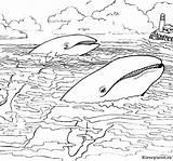 Zeedieren Kleurplaten Kleurplaat Malvorlage Malvorlagen Wal Vinvis Blauwe Laut Hewan Mewarnai Ocean Binatang Animasi Animierte Bergerak Animaatjes Meerestier Tiere Marini sketch template