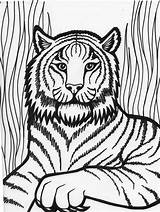 Tiger Drawing Face Outline Coloring Pages Kids Print Draw Preschool sketch template