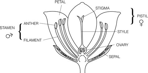 pin  alberta jones  logos parts   flower diagram   flower biology diagrams