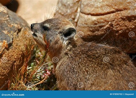 rotsdas stock foto image  zuiden wild kaap dieren