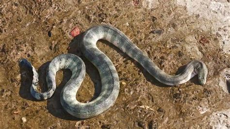 ular kadut taksonomi habitat sebaran ciri karakteristik fakta unik