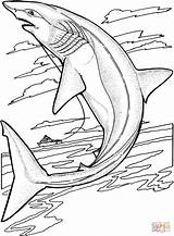 Coloring Shark Pages Lemon Water Jumps Drawing sketch template