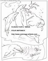 Coloring Dolphins Pages Book sketch template