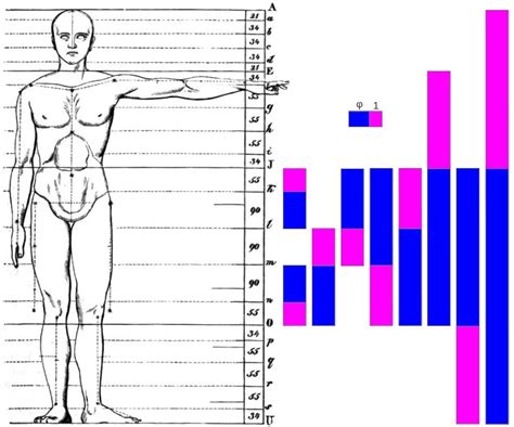 golden ratio  human body parts