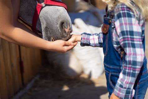 cindy ozmun the golden rules of feeding article desc