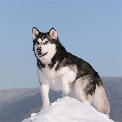 alaskan malamute   snow mountain dog breeds malamute alaskan