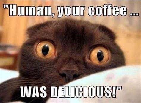 lovely funny cat coffee memes hilarious pets pictures