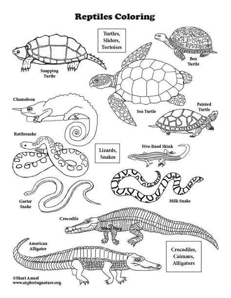 reptiles  north america coloring page   coloring pages