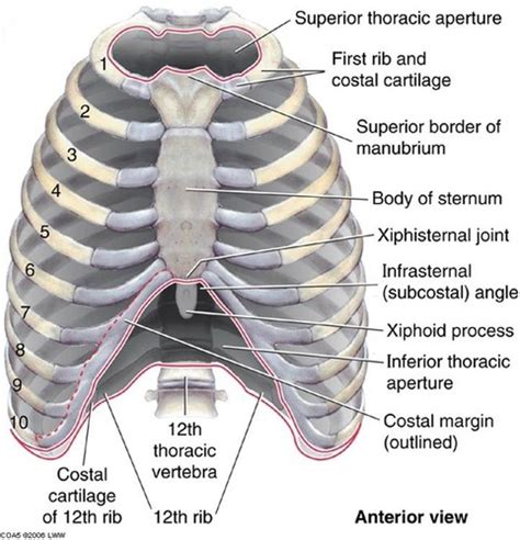 rib anatomy posterior