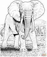 Elephant Coloring Pages African Drawing Supercoloring Printable Elephants Elefante Animals Safari Silhouettes Realistic sketch template