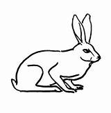 Hare Pages Coloring Line Getdrawings Getcolorings Drawing sketch template