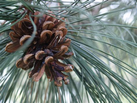 filepine cone  pine treejpg wikimedia commons